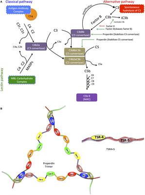 Human Properdin Opsonizes Nanoparticles and Triggers a Potent Pro-inflammatory Response by Macrophages without Involving Complement Activation